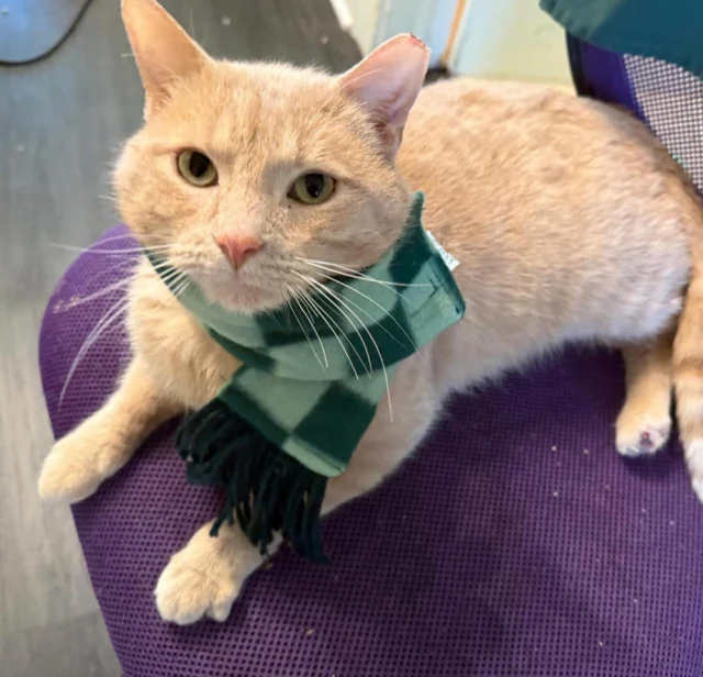 In addition to this incredibly tough winter, we’ve started the year with some big vet bills.  These two very special boys need your help 🐾Bobby showed up at a colony with a badly injured right hind leg.  In February he’ll have surgery to amputate dislocated toes and biopsy his poorly-healing paw.  Estimated cost is $1471.  He hasn’t let any of this dull his sweet demeanor and always wants to be right near his foster mom 🐱Nelson was surviving near a dumpster and kept his distance from his feeder.  Once trapped we discovered he’s a total lovebug. This week he had his painful blind eye removed.  Cost $547.  Nelson loves cuddling with his foster mom, kittens and even puppies.  Not the shy guy he presented as at the dumpster. Every donation helps these boys and other cats in our care get their second chance.  Thank you for your support ❤️ Link to donate in out bio.#RescueCats #CatRescue #SpecialNeedsCats #VetCareFund #AdoptDontShop CommunityCats RescueLife CatsOfInstagram CatLovers NonprofitRescue