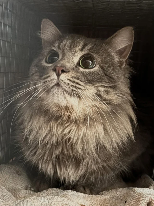 Some pics of the 24 cats we helped in January.  Each one has a story we often never know in full. We want to thank every kind person out there who is feeding, offering warm shelter, contacting us for help with the injured, ill, and abandoned, and making the decision to take a colony cat indoors after they get their basic vet care. We ♥️ working with all of you during these cold months. Thank you to those who donated to Bobby’s & Nelson’s vet costs. We met our goal to have these more expensive bills paid in full thanks to your amazing generosity 💕 We could not do this without you.