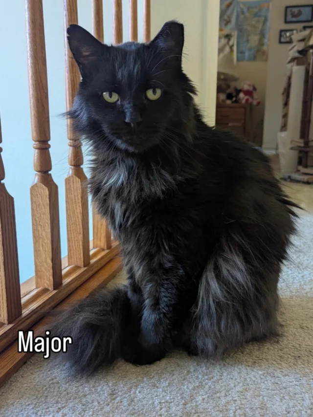 Are you currently cat-less and in need of some kitty companionship?  We have several beauties who would love to be your one and only valentine. Major is a quiet, gentle boy who had a rough start in life and has been waiting two long years for his special someone.  He’s uber chill, loves to be near you for some chin scratches, and enjoys having his silky soft locks brushed.  Major is approx 5 yrs old, neutered, vaccinated, FIV+ and ready to meet you ♥️Lucille is a vocal, confident girl who has an opinion on everything.  She somehow found herself out on the street where she tolerated other kitties until she didn’t.  Lucille’s about  5 yrs old, spayed, vaccinated, negative for FIV and feline leukemia and eager to tell you why she’s so special ♥️Major and Lucille need to be solo kitties. Contact us at rockatstnr@gmail.com if interested in adopting and please share.