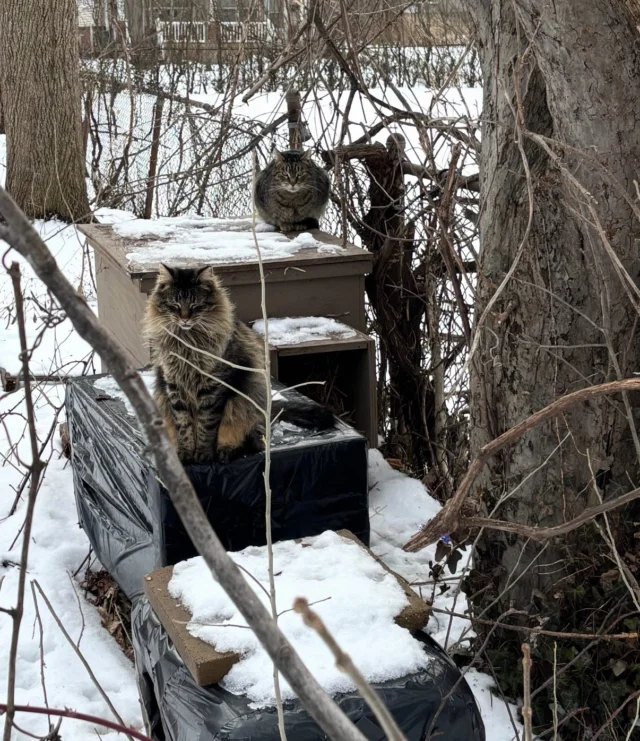 TNVR is just the beginning. The real impact comes from TNVRM — Trap, Neuter, Vaccinate, Return, and Manage.Colony caretakers across Rochester manage their colonies every day, and Rockats TNRs their cats and supports them as needed.  At the same time, we manage several colonies ourselves. Here’s a snapshot of just ONE of our managed colonies:2023A request to TNR 3 cats led us to finding more at a nearby dumpster.  So we got started• 39 cats trapped• 22 returned to colony• 15 adopted • 2 returned to owners after spay2024• 16 cats trapped/retrapped• 8 adopted• 3 returned to colony• 3 returned to owners after neuter• 2 fixed colony cats retrapped for medical intervention (one rehomed, one euthanized)2025• 19 cats trapped/retrapped• 8 adopted• 5 returned to colony• 3 returned to owners after spay• 2 fixed colony cats retrapped for grooming or medical intervention (one returned to colony, one rehomed)• 1 fixed colony cat brought in for excessive sweetness The impact:In just 3 years, 69 cats in this 8-block target area were spayed/neutered, vaccinated, and assessed. Many were adopted into homes. Owned cats showing up to eat were fixed too.Today, at this site, we feed 10 regulars daily. Others wander in and out and eat at other feeders. We monitor them, care for them, and intervene when needed. Every so often we place trail cams to see who we’re not seeing. We know the cats. The community knows us.This is what TNVRM looks like in the city. Fewer cats on the streets. Healthier cats in colonies. Litters prevented. Communities strengthened. Heartbreak, worry, and frustration. Joy and satisfaction.♥️Thank you to our fosters and the rescue partners who helped make happy endings possible for the friendly cats in this colony: Keller’s Kats, Kitten Korner, Right Meow, Flower City Kitties, Rochester Animal Services, and Lollypop Farm. Your donations help the cats and are greatly appreciated ♥️ Donation link in the bio.