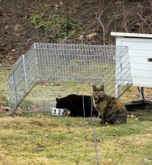 If you’ve wanted to help the cats in your neighborhood but aren’t sure where to start, this workshop is for you.Join us and @19thWardCommunityCats on Saturday, April 11 from 11AM–1:30PM at the Thomas Ryan R- Center, 530 Webster Ave, Rochester.What you’ll learn:→ How to set up spay/neuter appointments (always the first step)→ Trapping tips and best practices→ Caring for cats in traps→ Hands-on practice with box traps and drop trapsSpace is limited. Register by contacting us at 585.225.5296 or Rockatstnr@gmail.com#CommunityCATS #TNR #RochesterNY #CatWelfare #19thWard
