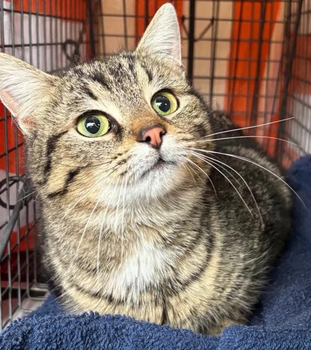 March numbers:40 cats - each one beautiful and special 20 females spayed19 males neuteredCountless litters prevented23 vet visits for medical needs10 adoptable cats transferred to rescue partners3 adoptables staying with us4 families assisted with low-cost spay/neuter for their pets7 adoptionsAnd one sweet soul, severely disabled, finally at peace. 🌈Behind every number: hours of trapping, transport, laundry, cleaning, vet runs, early mornings, and late nights.Want to be part of the difference? We always need:🐱 Fosters and volunteers🐾 Cat food donations💛 Financial supportLink in bio to donate or volunteer. Every contribution helps.  Thank you 💕#donateandsave #tnrsaveslives❣️ #helpcommunitycats