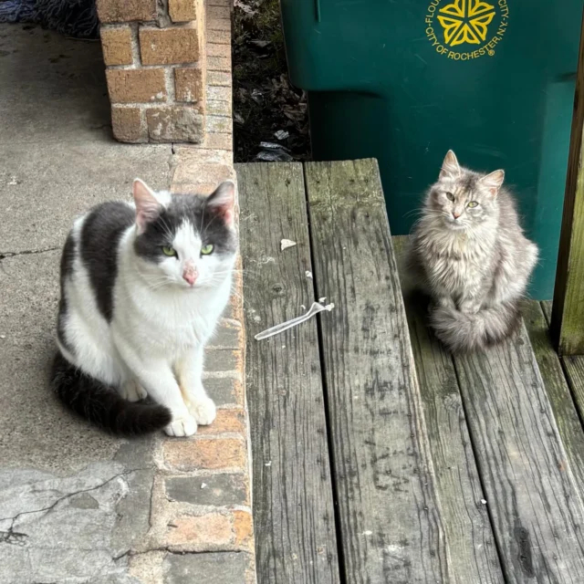 Be a hero for the cats in your neighborhood and join us on Saturday April 11th 11am to 1:30 pm to learn the essentials of TNVR and find affordable spay/neuter options.  We have decades of experience trapping and caring for these forgotten cats but we are too few, our list is too long, and it can take months before we get to your colony. We’d love to meet you and help you be a safe and efficient trapper. Details on the flyer.  Email us to register rockatstnr@gmail.com