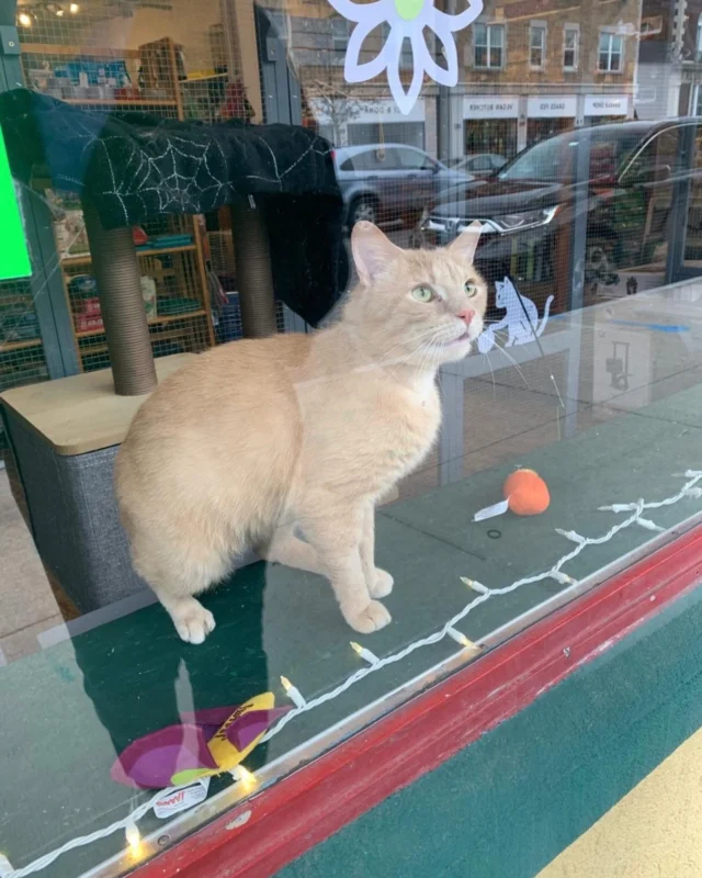 Stop in and meet Bobby at Park Ave Pets 993 Monroe Ave.  This affectionate, gentle boy will win your heart . Thanks to your donations, Bobby had his foot surgery, and is now fully recovered. He’s playful, goofy, and has a gentle demeanor.  Always eager for human attention, he’ll nudge you for pets and make conversation as he follows you from room to room.  Bobby would make a wonderful companion for anyone who can give him the attention he craves ♥️