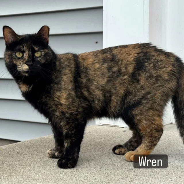 We recently spent over 16 hours re-trapping fixed cats who needed to be relocated when a business asked for them to be removed. One feeder cared for the cats here for almost 10 years. Not only did this take time away from situations where cats needed to be trapped for spay/neuter, but it was also a task that makes us incredibly sad. Cats are highly bound to their territory. They know where to shelter, hide, eat. They know where it’s safe and where it isn’t.Moving cats to a barn, no matter how idyllic it seems to humans, is far from a Beatrix Potter-type existence for truly feral cats. It’s scary. Many will try to get back to their original home. Friendlier cats adapt better. We are still in the process of finding the most appropriate barn for these feral cats but want to remind you of the basics of barn relocation: - Relocate with a familiar colony buddy (ie relocate in pairs)- Quiet barn that must have a hayloft or an area with abundant hay- Four week confinement for feral cats- Two to three week confinement for friendlier cats- Confinement cage that comfortably fits individual hidey boxes for each cat, litter, food, water, scratching post/box- Plentiful food including canned food every evening - Committed caretaker who talks to the cats and spends time outside the confinement set up so the cats get to know voice and person - Gradual enlargement of the cats territory after the confinement period is up We can almost always avoid relocation when we explain the benefits of a managed colony. In urban locations, we have been very successful finding a nearby feeder if someone moves or is no longer able to care for the cats. When we say relocation is a last resort, we mean it. We’ve included some pics of cats we relocated over the past few years who are thriving in their rural settings…. We are so happy it worked out for them 🐱