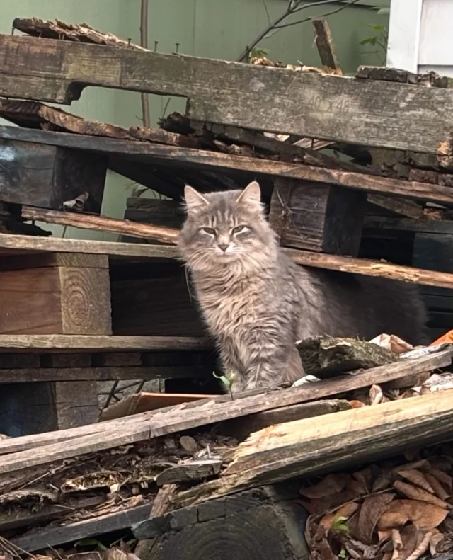 Calling all cat lovers in 14608🐱Whether you’re already feeding outdoor cats or simply want to do more for the cats in your neighborhood — we’d love to meet you.Meet RocKats volunteers at the Phyllis Wheatley Library📍 33 Dr. Samuel McCree Way🗓 Saturday, May 2nd | 11am – 1pmWe’ll have resources on affordable spay/neuter, vaccine clinics, and community cat care — plus easy ways to get involved right where you live.Not fixed yet? Get your cats on the list and help us make a difference, one neighborhood at a time.No registration required. Questions welcome at rockatstnr@gmail.com or 585.225.5296.Hope to see you there 💕#RocKats #14608 #RochesterNY #CommunityCATS #CatAdvocate TNR OutdoorCats