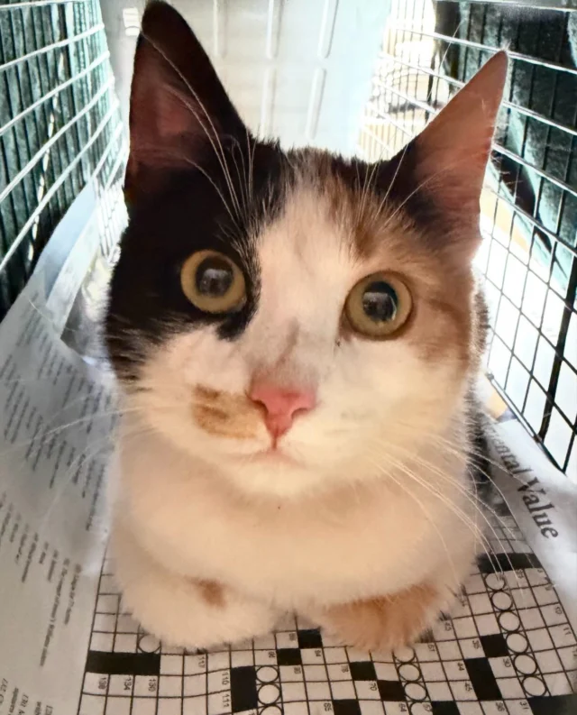 April stats:—68 beautiful & special cats & kittens—23 males neutered —17 females spayed (11 were pregnant)—2 females gave birth in the trap prior to spay (moms & little ones transferred to rescue partners — thank you 💕)—19 kittens and 5 friendly adults transferred to rescue partners —3 friendlies held by us—31 cats returned to their colony feeders—1 lost cat reunited with owner—2 pet cats fixed—3 tipped cats retrapped for relocation or medical issues—5 adoptions—6 vet visits for medical issuesAnd a few kitties still being evaluated for friendliness 🤞🏻MANY hours of care, trapping, coordinating, transport, laundry, and cleaning. As always this is only possible because of your donations and our volunteers. Please support spay/neuter — preventing more kittens from being born not only prevents the suffering so many of them endure outdoors, it also gives us more resources for the cats and kittens already living on the streets. Thank you 💕Link to donate in our bio.