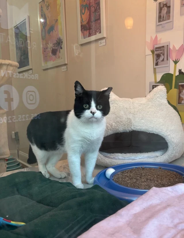 Tapioca, Moonbeam, and the rest of the gang are looking for volunteers to spend two hours a week with them at our foster space in North Winton Village.  They’d like you to feed them, scoop their boxes, keep their place clean and tidy, and last but not least …. play with them and pet them 🐱Can you help them out and commit to two hours once a week?  We have shifts morning, afternoon, and evening and need dedicated people 18 yrs and older to help 💕Contact us at rockatstnr@gmail.com or fill out our volunteer application www.rockats.org/support-us/