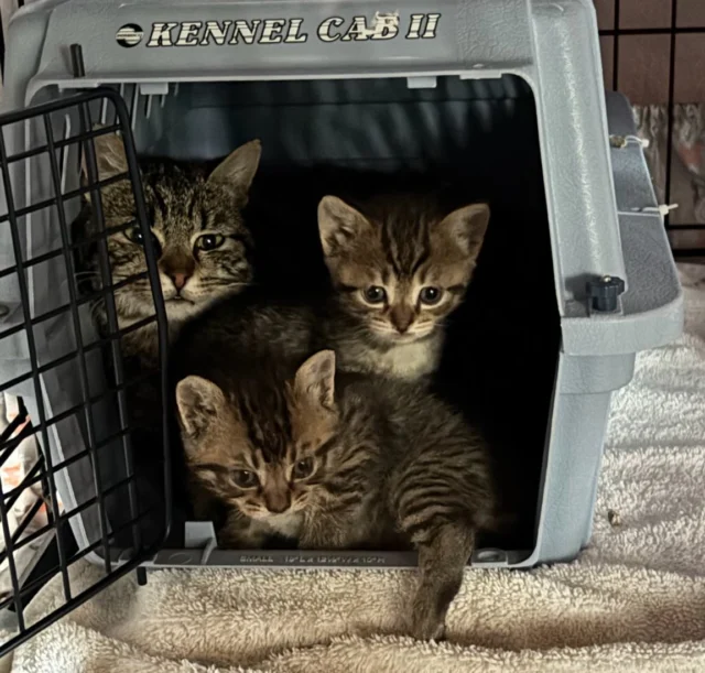This little family is adorable but mom is quite grumbly and on high alert. We brought them in quickly when we saw that several of the kittens had eye infections. The mother was trapped and all are enjoying the comforts of a warm space and lots of food.  We wish all cat moms were friendly but this feisty mother will be returned after her kittens are weaned and she is spayed. The little ones will be transferred to a rescue partner or go up for adoption through us. For now, all are safe.Tip when caring for a feral mom and her babies: Keeping the carrier door firmly shut with a stick placed through the crate allows you to safely lock the carrier door with your hand (which should be protected by a towel). With mom secure in the carrier, you can safely clean up the crate, feed, scoop litter, and handle the little ones 💕 Your donations keep us going as we help the city’s many cats and kittens living on the streets. Thank you 🐱 Donation link in our bio. #tnrsavelives #communitycats #adoptdontshop❤️