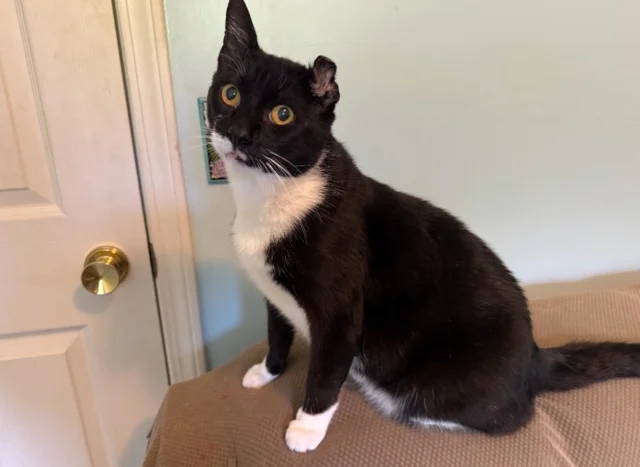 Kayden is in need of urgent placement as he will lose his foster home on June 15th. This sweet guy is charming and playful and can usually be found tagging along behind you as you go about your day. He’ll sit on your lap and sleep in your bed.  He loves his toys and your board games. Approves of respectful cats.  No dogs!! Loves to be pet but dislikes when you stop & and can get a little edgy — so no small children. Kayden’s head tilt and cauliflower ear are the result of chronic ear infections which will require periodic rechecks at the vet. Help us give this sweet boy the loving home he deserves 🐱Contact us for details & please share.