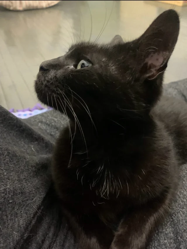 Claudia is 12 years young and needs a special someone who will shower her with lots of love!  This sweet kitty found herself at a large colony and made her way into our trap.  Turned out she was chipped but efforts to connect her with her former family were unsuccessful.  Claudia loves laps, belly rubs, and just about everything 💕She’s spayed, up to date on vaccines, negative for FIV and feline leukemia, flea treated and dewormed.  Claudia is toothless (with documented tooth extractions in 2022) - so no dental work in her future - and had perfect labs at her vet visit last week🎉. She is gentle, laid back, and loves food of all varieties. Contact us for more info and please share 🐱