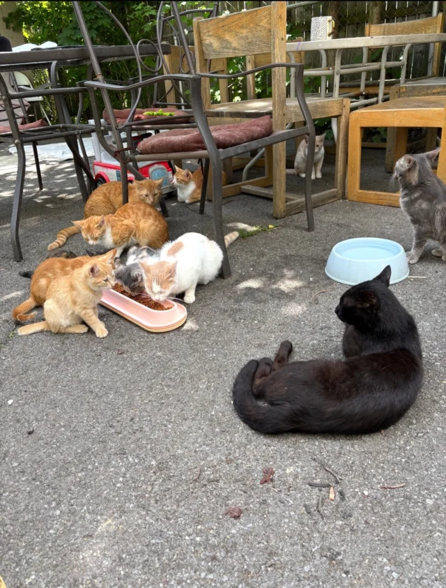We’re making some changes to cope with the many challenges of TNVR. Limited funding, a shortage of spay/neuter appointments, too few trappers, and an ever-growing list of cats and caretakers needing help are constant worries. While we have always focused on colonies of cats with dedicated feeders throughout the city, we now need to narrow our focus.For the next several months, we will be concentrating our trapping, spay/neuter, and colony support efforts in the 14606 ZIP code (City of Rochester streets). We have already helped hundreds of cats in this neighborhood, and a focused approach, with guaranteed funds to fix 50 cats, will allow us to better assess ongoing needs, educate residents about the importance of spay/neuter, and, most importantly, identify and support local cat advocates who can help maintain stable, kitten-free colonies.Our goal is not simply to sterilize cats, but to create a sustained decrease of cats on the street. Through this concentrated effort, cats in the area will be better protected from diseases such as rabies and distemper, colonies will be monitored and maintained, and friendly strays will have a greater chance of finding indoor homes.We know there are cats in need throughout our community, and this decision was not made lightly. However, by focusing our limited resources, we believe we can achieve more meaningful, long-term success for both the cats and the people who care about them. If you love cats and want to be part of this effort, we would love to meet you on June 20th 12-2 at the Lyell Branch Library. If you can donate to our efforts, the grant money goes further. Donation link in our bio.Funding for our FIX 06 project is provided in part by Neighbors in Action (NIA), a joint funding project by the City of Rochester, Rochester Area Community Fund, and ESL Federal Credit Union. NIA offers small grants and support for residents to come together to strengthen their neighborhood.