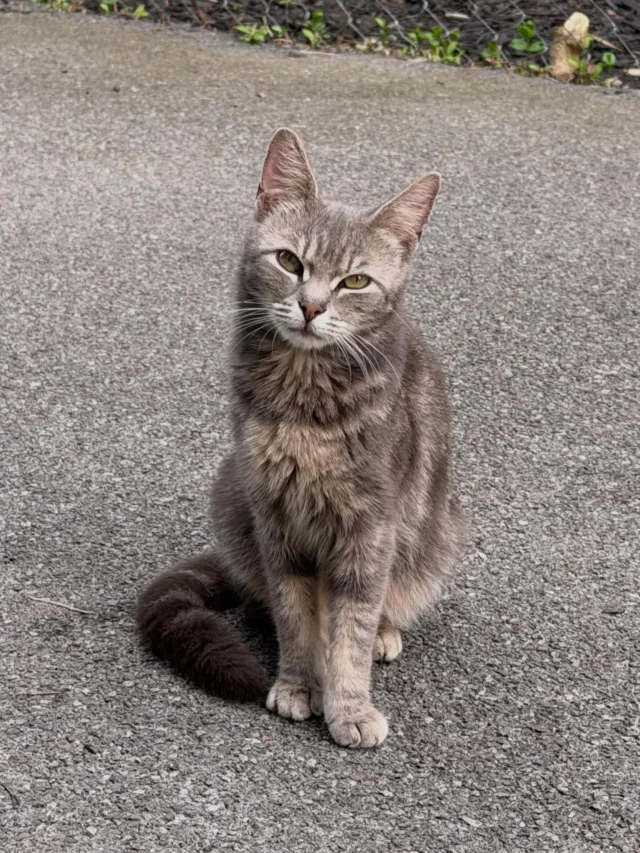 Tomorrow Saturday 6/20 we’ll be at the Lyell Avenue Branch library from 12-2.  If you live in the area, love cats, are feeding outside cats, are concerned about the cats you see on your street, or simply want to learn more about how TNVR helps cats and the community, stop by to talk with us. Find out how we’ve improved the lives of 243 cats in the 14606 zip code (City of Rochester streets) since 2022 and how devoted caretakers are keeping their fixed cats healthy and their colonies kitten-free. Hope to see you!