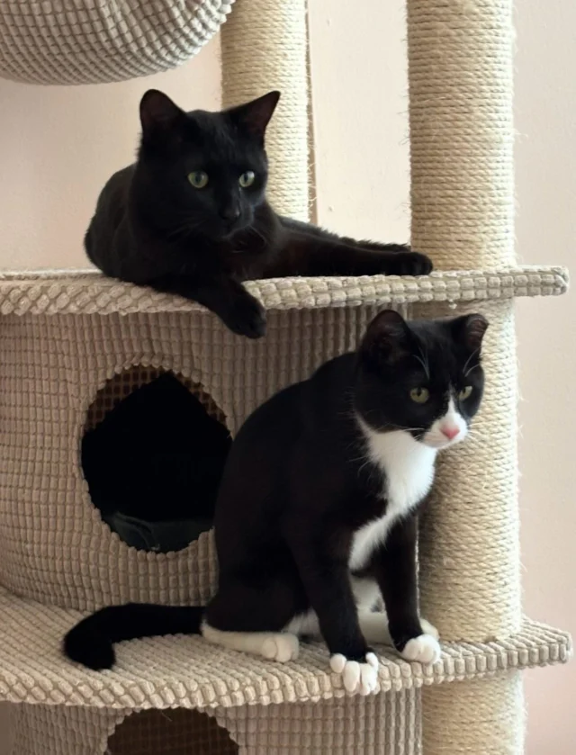 Double Trouble: Henry & Hopscotch! These adorable siblings spent the winter scurrying around outdoors, staying one step ahead of the kind family who was feeding them. Now they’re enjoying the comforts of indoor life and are ready for a forever home—together! Henry and Hopscotch are playful, sweet, and closely bonded. They love each other and must be adopted together 💕✅ Neutered ✅ Vaccinated ✅ Flea-treated ✅ Dewormed ✅ Negative for FIV & feline leukemiaIf you’re looking for a double dose of love, purrs, and zoomies, this darling duo is looking for you! ❤️Contact us if interested and please share