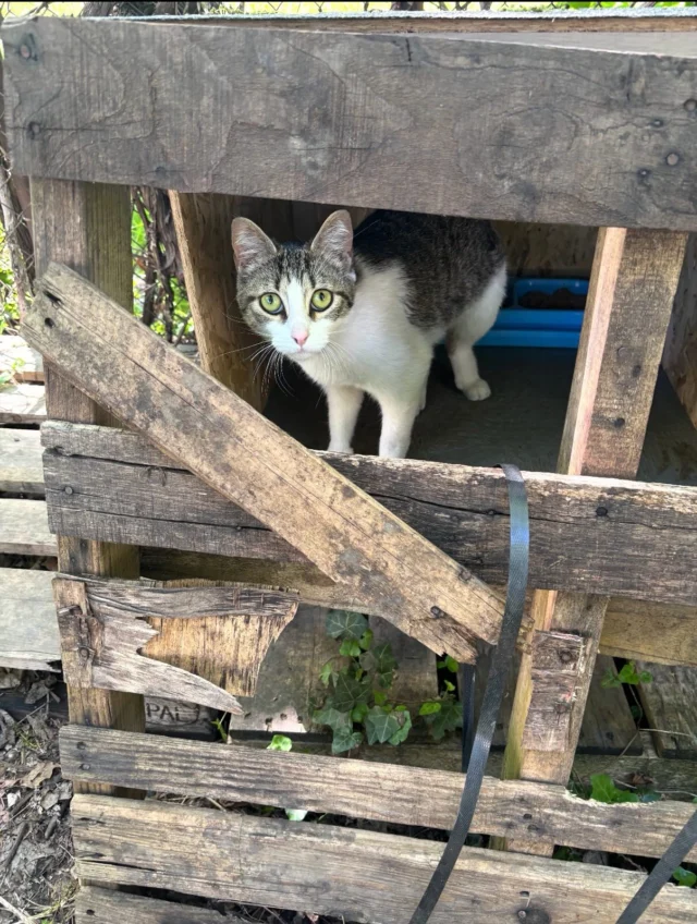 With too few trappers, limited spay/neuter appointments, and dwindling funds we spent June focusing on three high-risk colonies each of which had kittens, lots of females, and fighting males. We used our limited resources to stabilize these colonies & prevent more kittens from being born into this crisis of too many cats.June numbers:- 45 total cats and kittens- 20 females spayed (10 were pregnant) - 7 males neutered- 9 new kittens in foster- 6 kittens transferred to rescue partners- 30 vet appts for non-spay/neuter medical/surgical care - 7 adoptions- 33 total cats & kittens in foster for usWe are stretched to the max to say the least. No available foster homes, many wonderful kitties waiting for an adopter, and vet debt for medical and non-spay/neuter care higher than a typical month.We’ll be concentrating on showcasing our amazing adoptables, fundraising, and TNR for Rochester city streets in 14606 (for which we do have funds). Please donate to help us cover the cost of higher-priced spay/neuter over the next few months. Thank you for your support 💕 Link to donate in our bio.