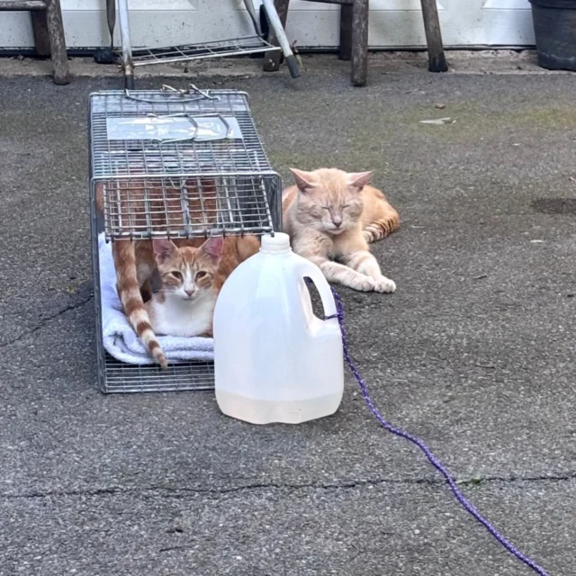 Yesterday 9 females spayed and 9 males neutered.  Ollie also needed a tail amputation. Thank you to everyone who spent time trapping, transporting, and monitoring these 18 lucky kitties. Very grateful for the Whiskers to Tails mobile vet, those who offered up their climate-controlled warehouse for immediate post-op, and our hardworking volunteers in the holding space 💕 Thank you!