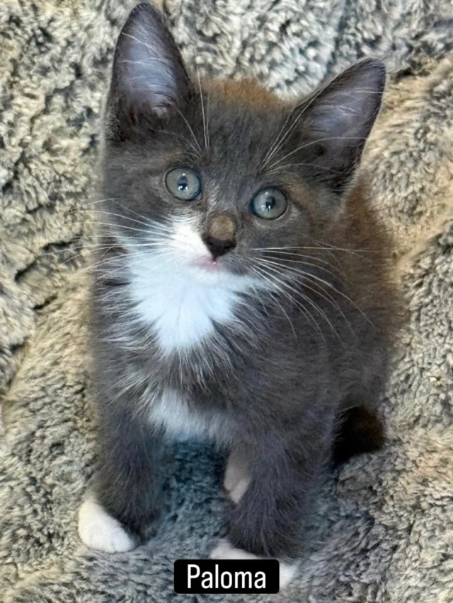 Whoops. We forgot to post some of our kittens yesterday on National Kitten Day (July 10). This adorable bunch is in good hands with one of our fosters getting bigger & healthier every day.  They’ll be up for adoption after they get all their necessary vet care. Several weeks ago we were alerted to mom cats and kittens living in not-so-great circumstances - a house without electricity and no running water. A few of the cats were pets and others had come in off the street. The situation was chaotic but we focused on removing the kittens immediately as they were clearly at risk of a bad outcome. Two weeks later we spayed their beautiful moms and they received vaccines, flea/earmite treatment, and dewormer. Now, one of our volunteers is focused on making sure these three females are properly cared for in this home (utilities now functioning).There will be “next steps” for sure but the critical needs were taken care of. We would greatly appreciate donations to cover the vet costs for the 9 kittens in our care, Fancy Feast canned kitten food (chicken is their favorite), or Purina One Kitten dry food. Thank you as always for your support❤️ Link to donate and to our wishlist in our bio.