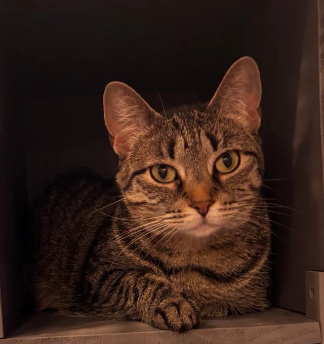 Stop by Park Ave Pets 993 Monroe Avenue and meet Angie.  Angie’s a friendly, quiet beauty who LOVES people and LOVES windows. This sweet girl is about 2 yrs old and has been with us for eight months. Up until this week Angie was out and about at our foster space on Merchants Rd.  We loved having her around, but she deserves a home of her own. Thanks Park Ave Pets for giving our cats a better chance of finding their purrfect match ❤️Scroll for more details. Contact us if interested rockatstnr@gmail.com. Please share.