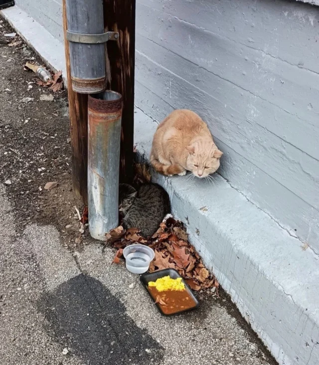 Last December, just before Christmas, a photo of two cats huddled near a pipe appeared on the Rochester Lost Pets Facebook page. The very next day, one of our volunteers found these two cats in an alley, tucked inside a makeshift shelter. They were quickly and safely lured into traps and brought to our holding space. A week later, household belongings were at the curb near where we found them. Someone had moved, been evicted, or passed away and there was a good chance these two cats had once belonged with those belongings. Sadly, we see these situations often.As expected, both cats were shy and frightened. Even after spending a few weeks together in our care, they didn’t seem especially bonded. After being spayed and neutered, vaccinated, flea-treated, and dewormed, Benny went to a foster home and was soon adopted but the brown tabby’s journey took a little longer.Betty needed extended courses of antibiotics and antivirals to overcome persistent GI and respiratory illnesses. During her many months with us, we discovered she adored curling up in any available lap—and she eventually found a special friend in George (a sweet boy also with an unknown past).Today, we’re happy to share that Betty has found her forever lap, and she and George were adopted together. Your support gives cats living on the streets a chance at a healthier, less stressful life. It also helps us find those cats who can get off the streets. Thank you! Every donation counts towards a brighter future for Rochester’s cats ❤️