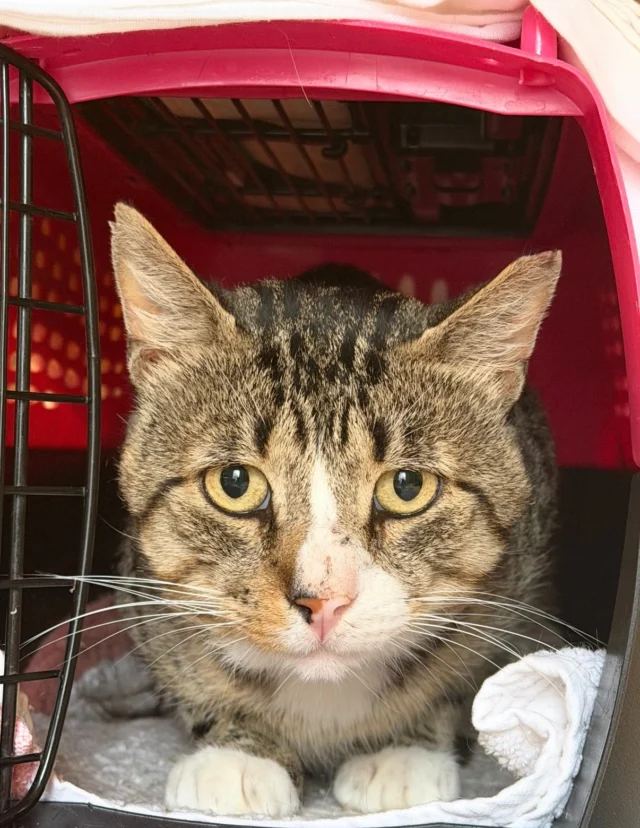 It took eight months to earn a feeder’s trust.  We kept going back until she agreed we could fix the cats we saw in her yard.  We TNVRd two cats at a time - females first. Each week, she saw cats come back healthy and doing well. We had just fixed 8 cats with 5 more to go, when one day we noticed the house was quiet and the caretaker not around.  She was hospitalized, unlikely to come home, and suddenly 9 adults and 4 older kittens were without the person who cared for them every day — fed them, let them outside every morning, brought them indoors overnight, and loved them. Finding a nearby feeder wasn’t appropriate in this case. These cats were very tied to this yard and this caretaker and most, if not all, are adoptable. Working quickly, every cat found a safe place:Five adults went to a colony room at Lollypop Farm (@lollypopfarm ) and some have been adopted.Four adults and four older kittens are with us in foster homes & awaiting further vet care. With our limited resources, we simply could not take in 13 cats on our own. Situations like this remind us how important it is to have partnerships with larger, well-established shelters and rescues ❤️