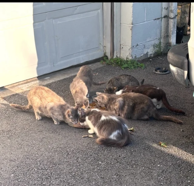 We frequently trap by bottle-and-string. It’s perfect for trapping the females in a colony when appointments are limited, when a new cat shows up and there are lots of tipped cats around, and for kittens. It’s easy:—Put a large, plastic or paper dish at the back of the trap with a lot of food. —Prop up the trap door with an appropriate size partially-filled bottle of water with a rope tied to it.—Watch from a distance with the rope next to you—Watch the other cats go in to eat before your target cat does 😔 — the decoys —When the cat(s) you want are in the back of the trap eating, pull the rope quickly so the bottle clears the door. Tips for smoother trapping:—First time? Do a test run away from the trapping site so you know how quickly you need to pull to clear the door. —Use a double-door trap if available (easy to get the food to the back and replenish it if a bunch of cats you didn’t want ate it all)—Trap train in an unset trap for a few days—Place the trap in alignment with something, where it won’t wobble and nothing will interfere with the door closing—Be patient: if a kitten is eating and others are nearby, don’t pull until you give the others a chance to enter the trapOur list of cats to trap is so long. We’re always happy when we call someone back and find out they’ve scheduled an appointment but just need some trapping guidance. Bottle-and-string is often the way to go 🐱