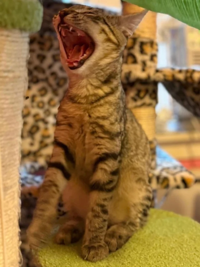 Percy here, with some very important announcements on this International Cat Day 🐱First: THANK YOU to the fabulous folks at The Little Theatre for another year of CatVideoFest and for your generous support of RocKats❤️Second: THANK YOU to all the wonderful humans who come out to watch cats being cats on the big screen🍿Third:  I’M UP FOR ADOPTION!  I have to be adopted with one of my co-stars but there are eight of us to choose from🐱Happy International Cat Day! 🐾