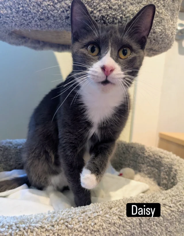 We have so many wonderful cats who need homes. These are just a few of the lovely adoptable kitties waiting for their special someone 🐱 Message us for more details so we can match you up with the purrfect companion ♥️