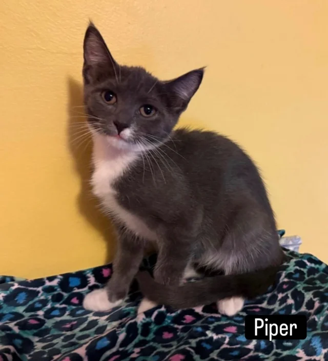 Kittens, kittens, and more kittens 🐱 Meet and greet the super-sociable, cuddly, and adorable “P” kittensWhen: Saturday Aug 22nd 2pm - 4pmWhere: Pet Supplies Plus 531 Monroe Ave at S. Goodman St. (@psp_monroeaveny )These cuties are ready for their forever homes ❤️ Fall in love with this gang, get a head start on your adoption application, spin the prize wheel, buy merch from Kids Art Supporting Animals (@kids_art_supporting_animals ), and find out how our volunteers help Rochester’s cats 🐱  See you tomorrow!