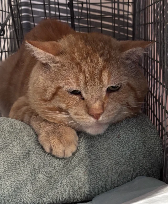 Morris wanted to send a special thank-you to Pet Pride (@pet_pride_of_new_york ), their incredible staff, veterinarians, and volunteers for giving him a new and improved life — one no longer controlled by his hormones. ❤️Morris is well-known in his neighborhood as the father of many kittens and a fighter. After having his wounds cleaned and treated — and his manhood snipped — he’s now back at his colony ready for a less stressful life.  Everyone loved this boy and his jowls, but he turned out to be a bit too feisty to keep 😿Morris is part of a large colony that came to our attention after a feeder reached out to us.  We got a good start here getting five females spayed and two males neutered this week. Many more still need our help to have healthier lives and keep this area kitten-free. Thank you Pet Pride for providing much-needed affordable spay/neuter this week ♥️