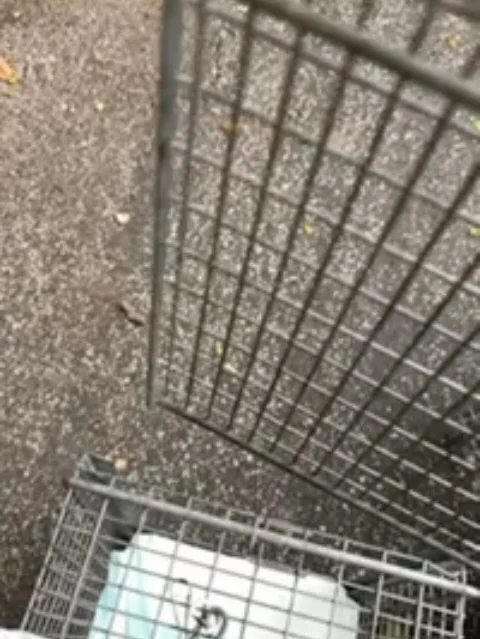 No more kittens for Oriole! She’s happy to be out of that trap and back with her cat family. Oriole was one of 12 spays and 6 neuters from last week ❤️ Although the number of clinic appointments varies week to week, the routine for our volunteers stays the same:  assess the colony, trap, pre-op care, transport, post-op care, evaluate for temperament, consider options for friendlies, return if feral, educate feeders, clean traps, wash linens.  Repeat! We are looking for a committed volunteer, able-bodied and detail-oriented, for trap cleaning and disinfecting and laundry (generally on a Saturday) to take some of the load off our trappers and cat carers.  They need more breaks! Contact us by email rockatstnr@gmail.com if interested and we will tell you next steps🐱 We are located in the North Winton Village area of Rochester.