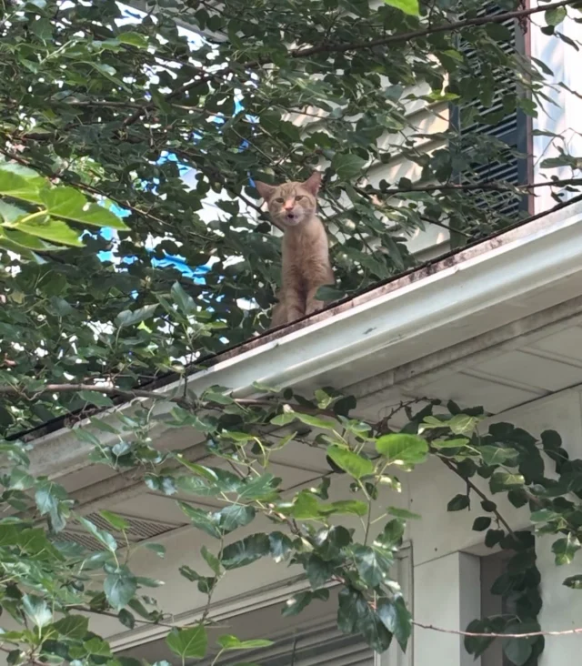 From real trees to cat trees, Alfie’s had a lot of changes in his life over the past six weeks. Every time we saw this cutie outside, he was up high—on a roof or in a tree—meowing at the top of his lungs. When his feeder was hospitalized and we went back to look for him, he made sure to let us know exactly where he was.Alfie still longs for the outdoors and loves hanging out by an open window, but we think he’s adjusting to indoor life pretty well. 🐾Now he’s ready for a place of his own—and he probably wouldn’t mind if his relative Alicia tagged along. ❤️