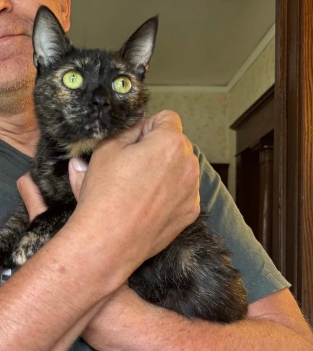 We have an urgent need for a foster or foster-to-adopt home for sweet Genny.  A home with no cats and no dogs! This high-energy, super sociable girl is spayed, vaccinated, dewormed, de-flea’d, microchipped.  She is positive for feline leukemia (FeLV). Further testing related to her FeLV status showed that her viral load is low—consistent with regressive feline leukemia.  It’s likely that she will remain symptom-free for many years. Genny loves all humans. She dislikes cats (and we suspect dogs) and must go to a home where she will reign supreme.  Her sweet demeanor got her quickly adopted into a home with another feline leukemia cat which is where we learned she will not compete for human attention.  This girl wants you all to herself.Please share with family, friends, coworkers, neighbors.  Genny will make someone very very happy and you’ll be doing the same for her 🐱. Food, litter and other supplies provided for foster.  Contact us if you can help.  Please share widely ♥️