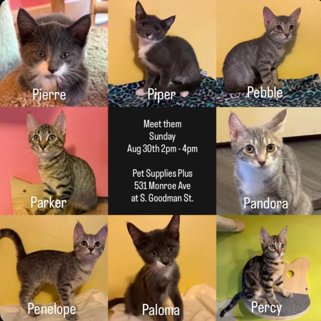 Kittens, kittens, and more kittens 🐱 Or going, going, gone as some of this super-friendly and high-energy group have been adopted.  These sweethearts love everyone ♥️Meet them Sunday Aug 30th 2pm - 4pmPet Supplies Plus 531 Monroe Ave at S. Goodman St. Get a head start on your adoption application, spin the prize wheel, and find out how our volunteers help Rochester’s cats 🐱  Hope to see you Sunday!Link to adopt in our bio.