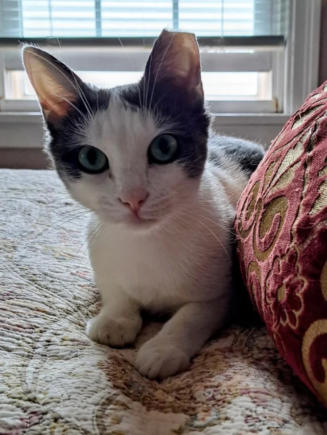 If Bagel were actually a bagel, she’d be an everything bagel. 🥯❤️This beauty is affectionate, snuggly, and generous with kisses. She loves to lounge around, watch birds, and generally enjoy the good life. She gets along with agreeable cats and wisely avoids the ones who give her the eyeball. Bagel’s story is typical of what we see in our managed colonies these days. We don’t have kittens — our colony cats are all fixed. Instead, new adult cats show up.“Found cat” reports are made, but rarely does anyone respond with, “That’s my cat.” It’s been a few years since that’s happened.These new adult cats overwhelmingly turn out to be friendly — cats who were left behind, put outside, abandoned for some reason. And, sadly, they’re rarely already spayed or neutered.  So if a few weeks go by and they’re still out there, still skittish, still unclaimed, we trap them before our next clinic appointments.We don’t know Bagel’s history.  While very shy at first, within a week she made her own story pretty clear: she’s a wonderful, loving cat who deserves a safe and loving home.Bagel is: 🐾 Spayed 🐾 Vaccinated 🐾 Negative for FIV and feline leukemia 🐾 Flea-free and dewormed 🐾 MicrochippedIf Bagel sounds like everything you’re looking for in a cat, please contact us. 🥯❤️ link to adopt in our bio!