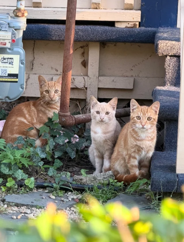 Wishing everyone a safe and enjoyable Labor Day weekend and posting our July & August numbers:49 neuters53 spays72 cats TNRd 14 friendly adults and 7 kittens held for adoption18 kittens and 8 friendly adults transferred to rescue partnersWe get lots of calls.  We visit lots of colonies.  We have a small number of trappers and very limited funds and with limited spay neuter appointments we have to prioritize.  Colonies with the potential to quickly increase in number go to the very top of the very long list. This week’s priority:  A colony of 4-5-month old kittens who could soon have kittens of their own and their mother who is pregnant again 😿  All are quite skittish so we doubt any are adoptable but we will see.  This is also a colony that needs shelters, a feeding station, and supplemental food.  Fortunately they are living in a quiet yard with a concerned caregiver.  Other cats roaming around across the street need eval too. So if you’re still waiting for help from us, please know we didn’t forget you… we just can’t get to you… yet. As always if you can donate towards our spay/neuter costs we would greatly appreciate it…. Thank you❤️Link to donate in our bio.