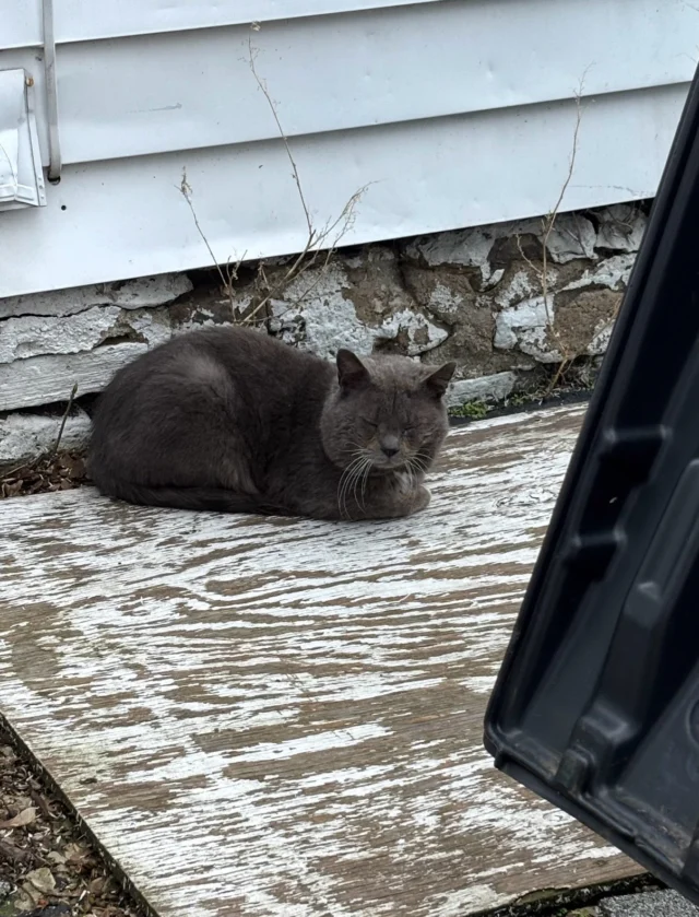 We would love to find a home for Albert.  Albert became a regular at a feral colony and once trapped we realized he wasn’t feral.  He loves to be around people, follow them, supervise their every move, talk to them.  He can get annoyed with excessive petting, but his soft, claw-retracted swats are few and far between lately. Albert is now neutered, vaccinated, and on monthly Revolution for heartworm.  We will have him retested in a few months.  He’s currently living an indoor/outdoor life but it’s a less-than-ideal temporary arrangement. Let us know if you can give this boy a permanent loving home ❤️ He would probably do best as an only cat, but seems to be unbothered by other well-mannered cats in his presence.
