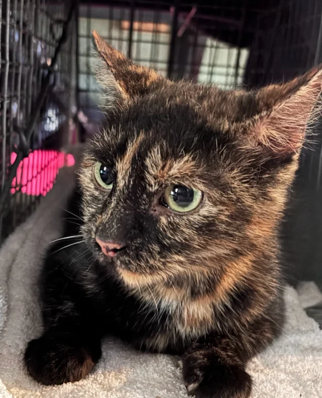 Some pics of the beautiful cats and kittens (and a botfly 😿 ) who kept us busy last week.  Kittens are in foster and a few friendlies are waiting on additional vet care. We had enough spay/neuter appointments to be able to concentrate on an entire colony without having to selectively trap females.  Placing shelters and a feeding station occurred while these kitties were recovering. We often report the number of spays and neuters done but our goal is to stabilize colonies of cats.  No more kittens at these sites, healthier cats, less fighting & roaming.  And always a bonus to find friendly cats who can come inside 🐱Your donations are greatly appreciated and let us continue to do this very important work ❤️